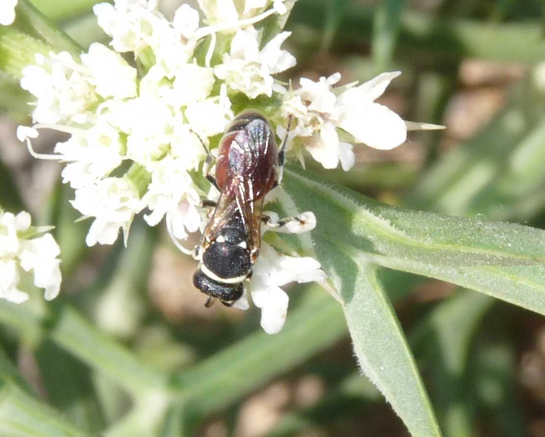 Apidae Colletinae: Hylaeus meridionalis o variegatus